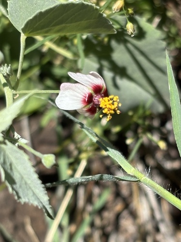 Abutilon incanum observed 2026-09-13
