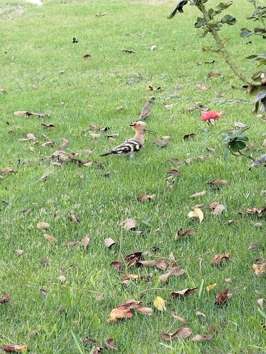 Common Hoopoe