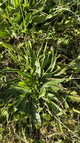 Наблюдение на iNaturalist