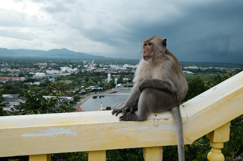 Long-tailed Macaque