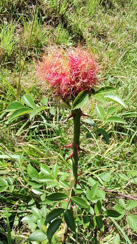 Mossy Rose Gall Wasp