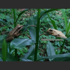 Polypedates leucomystax
