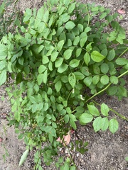 Magnoliopsida