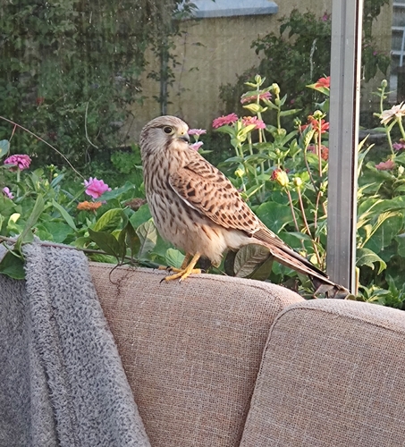 Eurasian Kestrel