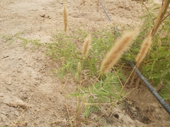 Polypogon monspeliensis