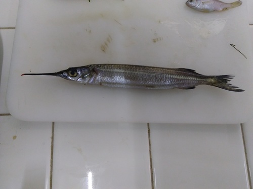 Common halfbeak (Hyporhamphus unifasciatus) — Hemiramphidae — 3