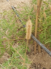 Polypogon monspeliensis