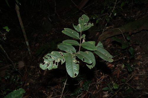 Diploglottis australis, photograph 2