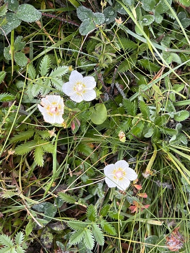 marsh grass-of-Parnassus