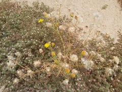 Senecio glaucus