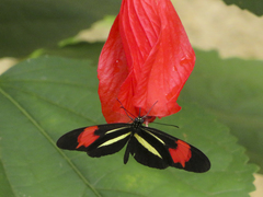 Heliconius besckei