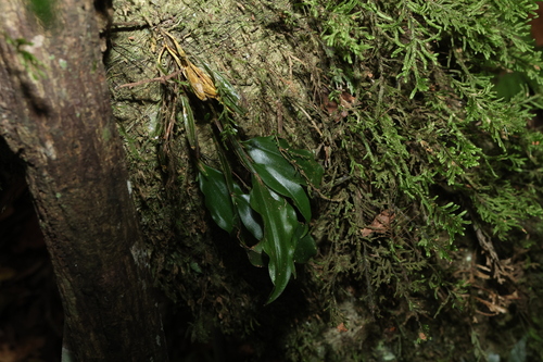 Dendrobium tetragonum, photograph 1