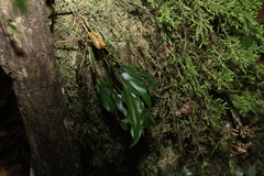 Dendrobium tetragonum, photograph (c) Greg Tasney, some rights reserved (CC BY-SA)
