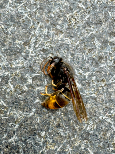 Yellow-legged Hornet