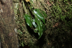 Dendrobium tetragonum