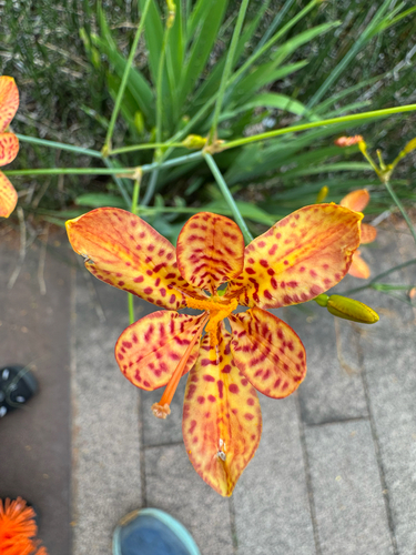 Blackberry Lily