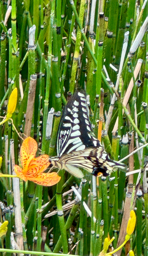 Chinese Yellow Swallowtail