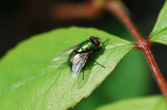 Lucilia