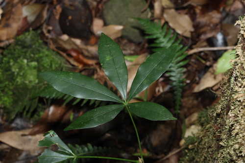 Argyrodendron actinophyllum, 2026-09-13