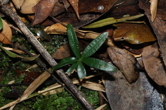 Podocarpus elatus