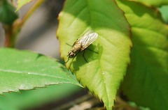 Calyptratae
