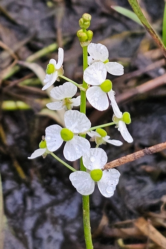 Grass-leaved Arrowhead