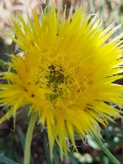 (c) Jared Zachary Herman, some rights reserved (CC BY) Conicosia pugioniformis, photograph (c) Jared Zachary Herman, some rights reserved (CC BY)