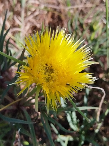 Conicosia pugioniformis, photograph 3