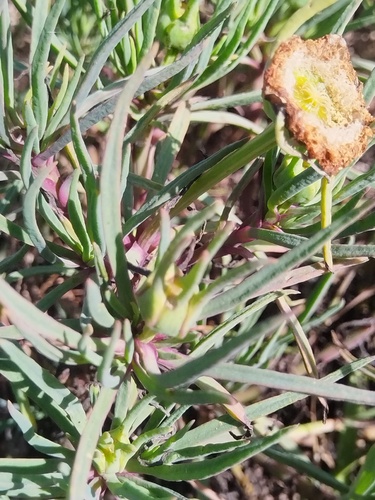 Conicosia pugioniformis, photograph 4