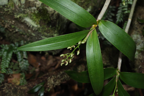 Dendrobium gracilicaule, photograph 3