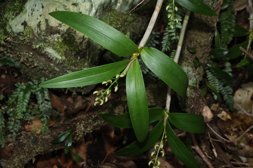 Dendrobium gracilicaule, photograph 4