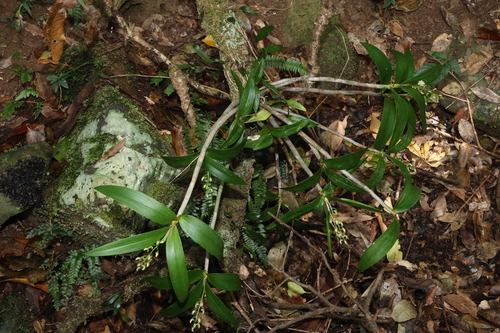 Dendrobium gracilicaule, photograph 2