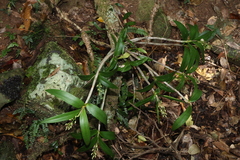 Dendrobium gracilicaule, photograph (c) Greg Tasney, some rights reserved (CC BY-SA)