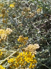 Helichrysum revolutum
