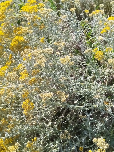 Helichrysum revolutum, photograph 2