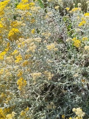 (c) Jared Zachary Herman, some rights reserved (CC BY) Helichrysum revolutum, photograph (c) Jared Zachary Herman, some rights reserved (CC BY)