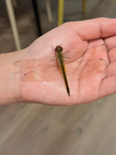 Wandering Glider