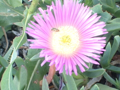 Carpobrotus aequilaterus