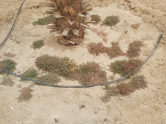 Mesembryanthemum nodiflorum