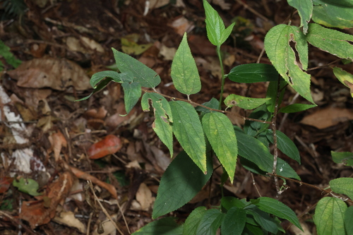 Trema tomentosum, photograph 4