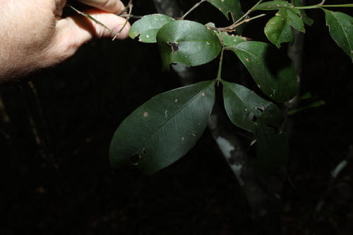 Guioa semiglauca, photograph 4