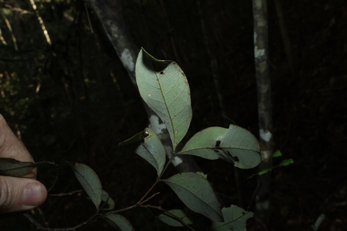 Guioa semiglauca, photograph 3