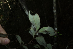 Guioa semiglauca, photograph (c) Greg Tasney, some rights reserved (CC BY-SA)