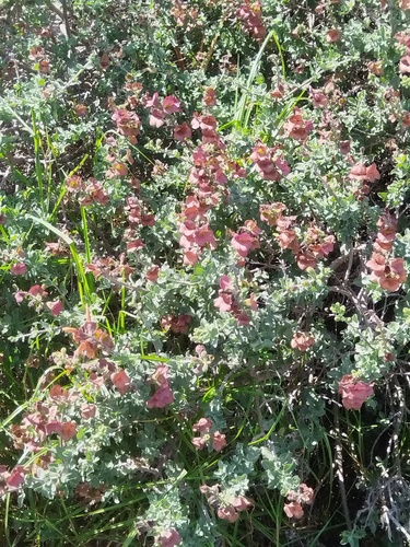 Salvia aurea, photograph 5
