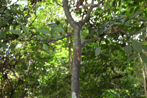 Guioa semiglauca, photograph 5
