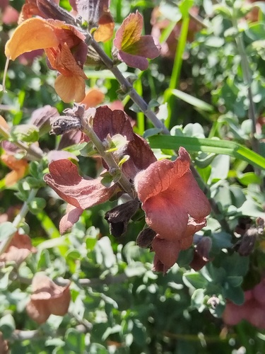 Salvia aurea, photograph 6