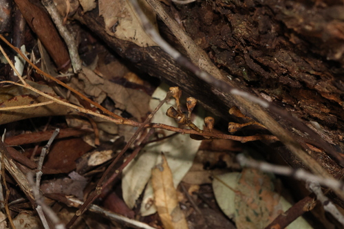 Eucalyptus microcorys, photograph 6