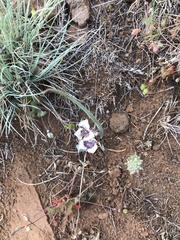 Calochortus elegans nanus