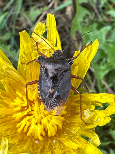 Forest Bug