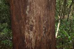 (c) Greg Tasney, some rights reserved (CC BY-SA) Eucalyptus microcorys, photograph (c) Greg Tasney, some rights reserved (CC BY-SA)